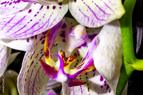 orchidée 051222 02