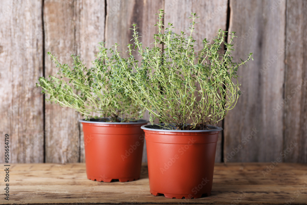 Aromatic green potted thyme on wooden table Aromatic green potted thyme on wooden table
