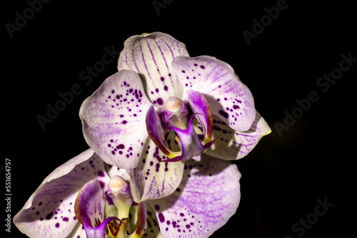 orchidée 051222 03