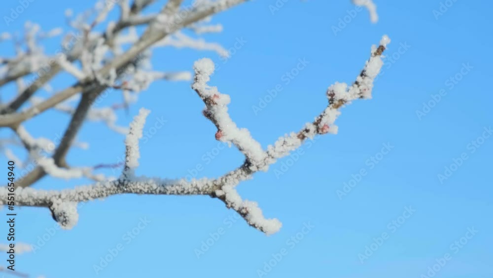 Tree branches covered with white hoarfrost against the blue sky background. Up view. Frozen plants. Pattern of pear tree in winter season. Fruit garden details. Beauty in nature. Frosty sunny weather. Tree branches covered with white hoarfrost against the blue sky background. Up view. Frozen plants. Pattern of pear tree in winter season. Fruit garden details. Beauty in nature. Frosty sunny weather.