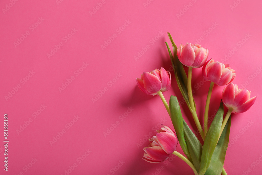 Many beautiful tulips on pink background, flat lay. Space for text Many beautiful tulips on pink background, flat lay. Space for text