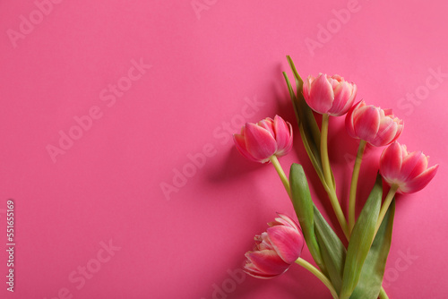 Many beautiful tulips on pink background, flat lay. Space for text © New Africa