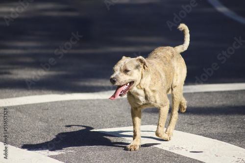 Happy Dog Running on the Street
