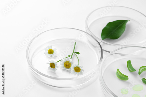 Petri dishes with different plants on white background, closeup