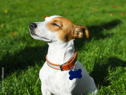 Beautiful Jack Russell Terrier in dog collar with metal tag on green grass outdoors