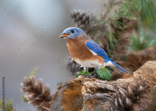 bluebird in pine tree