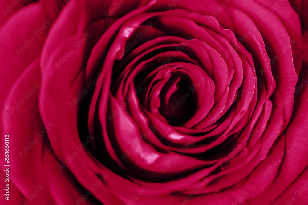 Close up of rose. Soft modern nature background. Viva Magenta color Close up of rose. Soft modern nature background. Viva Magenta color