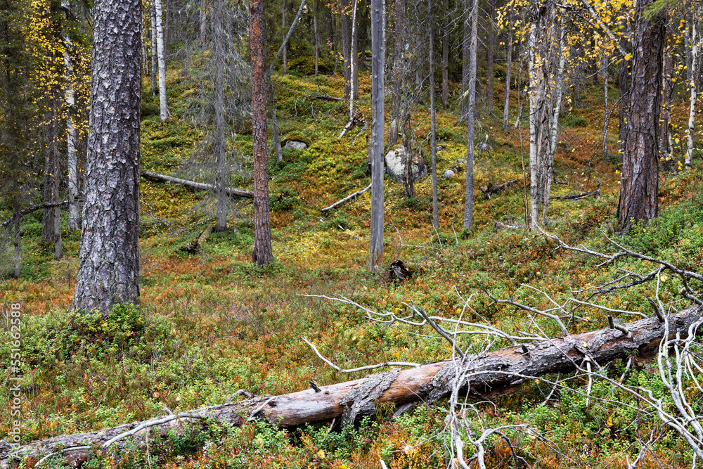 A pristine mixed taiga woodland with deadwood on forest floor on an autumn  evening in Oulanka National Park, Northern Finland Stock-Foto | Adobe Stock