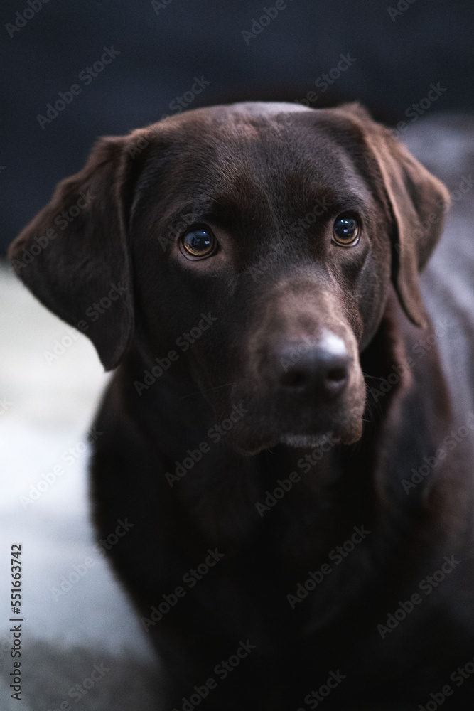 Portrait eines braunes Labradors