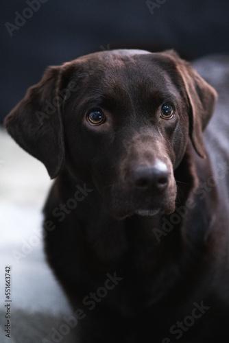 Portrait eines braunes Labradors