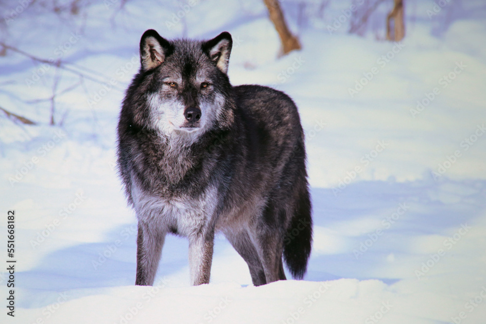 Fototapeta premium gray wolf in snow