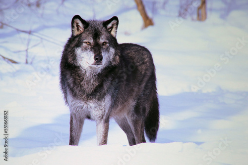 gray wolf in snow