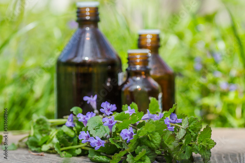 Three pharmaceutical bottle of medicine from Glechoma hederacea, Nepeta hederacea, ground-ivy, catsfoot, field balm, and run-away-robin, creeping jenny next to a bunch on green background