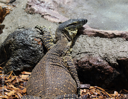 Tablou pe pânză Lace monitor reptile lizard lying on a rock