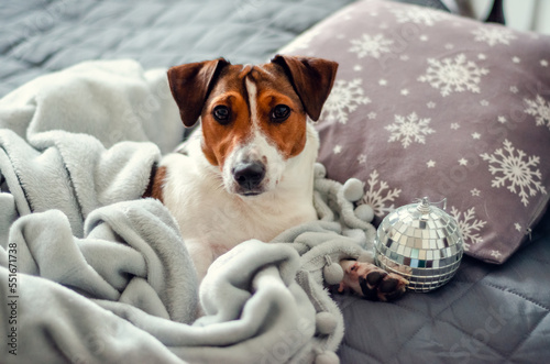 Jack Russell Terrier breed dog lies in  a gray bed and pillows with snowflakes. Holidays and relax. © Yulia