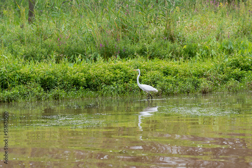 Great Egret Fishing On The River In Summer