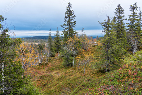 A view to an autumnal taiga landscape during a cloudy day in Riisitunturi National Park, Northern Finland
