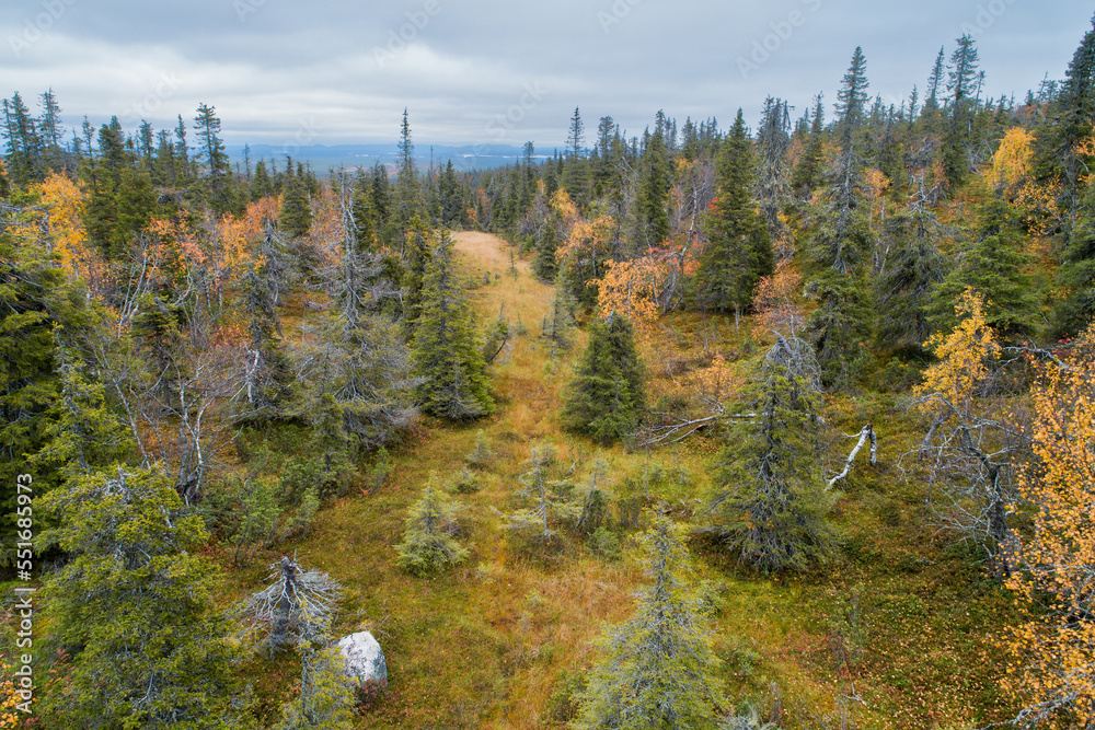 A high-angle shot of slope mire and hillside coniferous forests in Riisitunturi National Park, Northern Finland