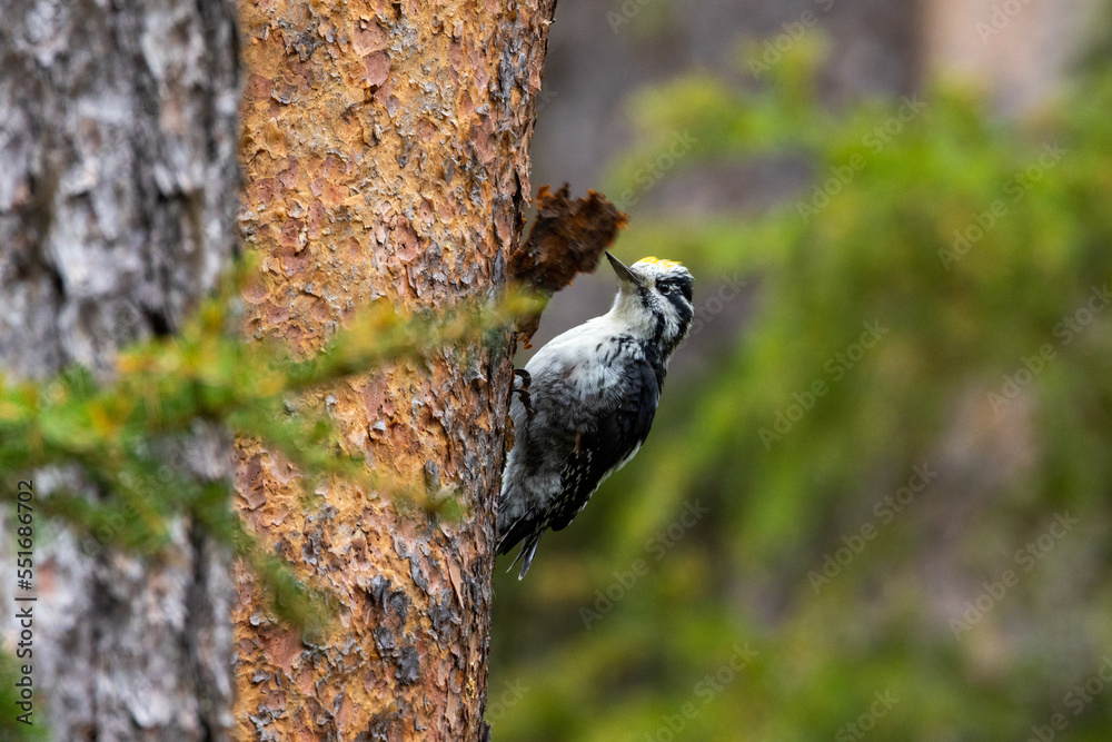 A beautiful male Three-toed woodpecker climbing on a Pine tree trunk and looking for food in a Finnish old-growth forest near Kuusamo A beautiful male Three-toed woodpecker climbing on a Pine tree trunk and looking for food in a Finnish old-growth forest near Kuusamo