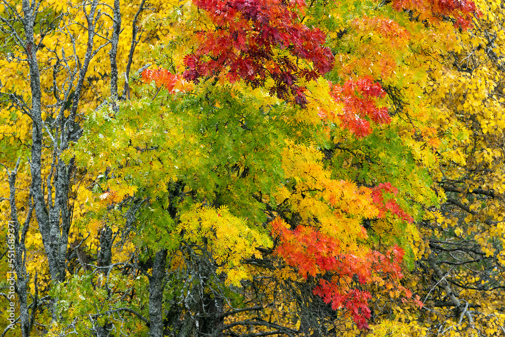 Different vibrant and colorful Rowan tree leaves during fall foliage near Kuusamo, Northern Finland Different vibrant and colorful Rowan tree leaves during fall foliage near Kuusamo, Northern Finland