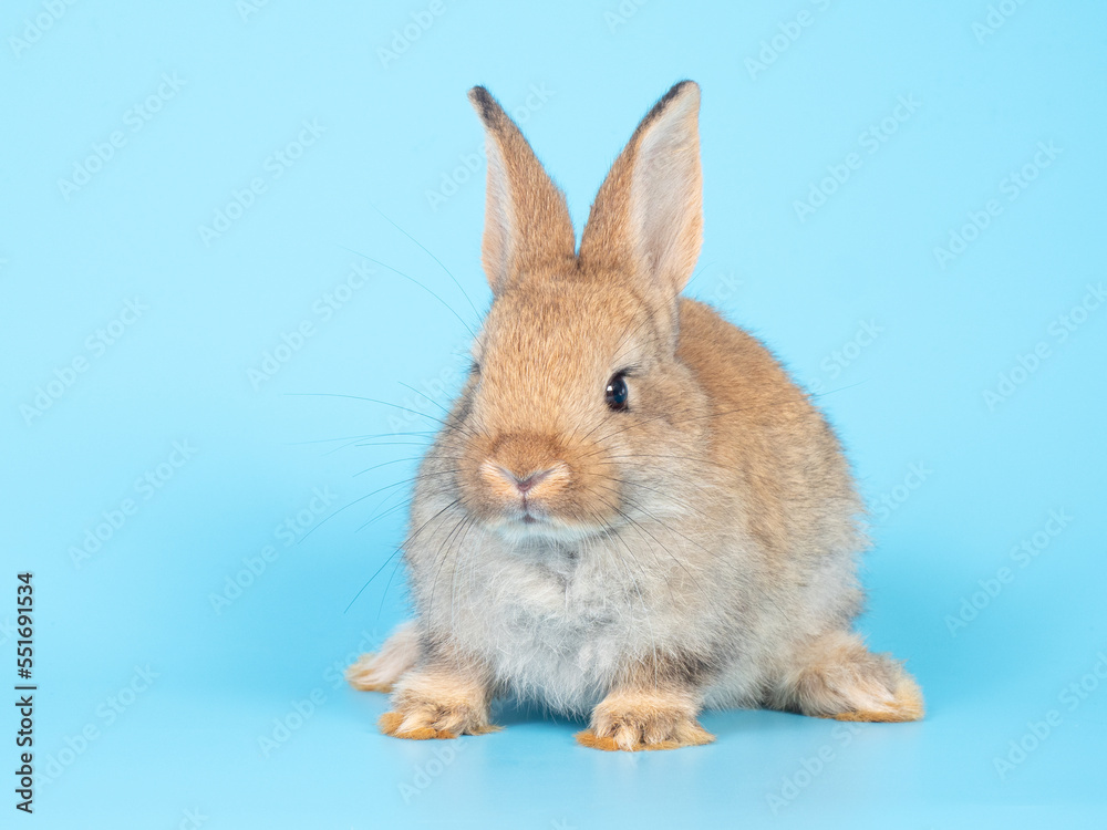 Baby orange rabbit sitting on blue background. Lovely action of rabbit. Baby orange rabbit sitting on blue background. Lovely action of rabbit.