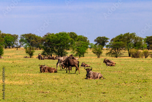 Herd of blue wildebeest (Connochaetes taurinus) in savannah in Serengeti national park in Tanzania. Great migration © olyasolodenko