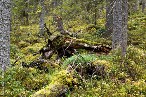 A pristine Närängänvaara forest with lying deadwood near Kuusamo on a autumn day in Northern Finland