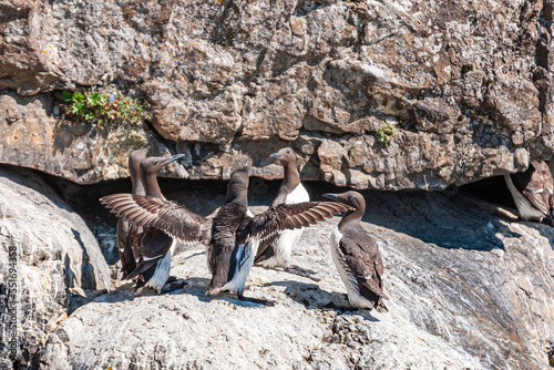 Resurrection Bay  Alaska  USA - July 22  2011  What seems to be a political  family  or management meeting among 5 Murres birds on guano-white brown rocky cliff.