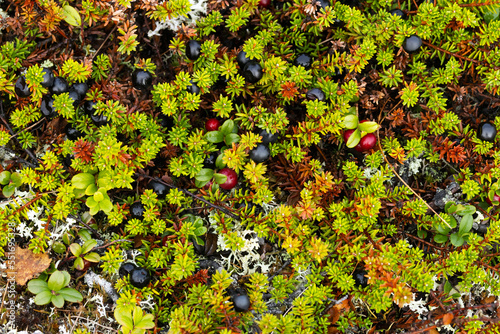 A mixture of ripe Black crowberries and Lingonberries in the middle of low evergreen shrubs in Urho Kekkonen National Park, Northern Finland photo