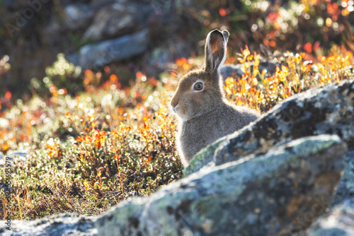 Billede på lærred Close-up of a Mountain hare, Lepus timidus sitting behind some rocks in autumnal