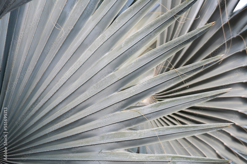 Obraz premium Palmeira