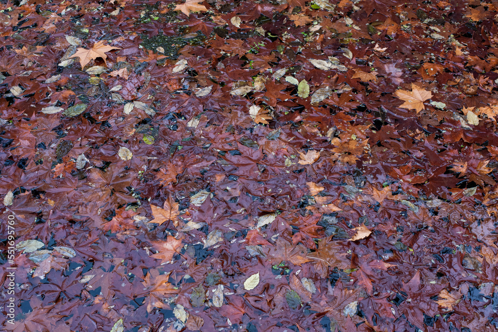 Hojas caídas, flotando en un estanque en otoño