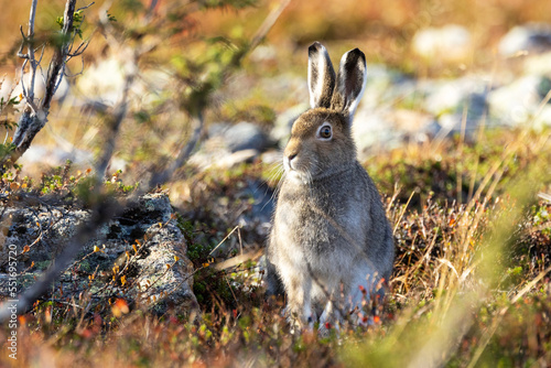 Mountain hare standing still on an autumnal hillside in Urho Kekkonen National Park, Northern Finland photo