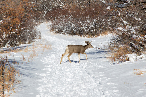 Mule deer on the hiking trail at Roxborough State Park in Colorado © yobab