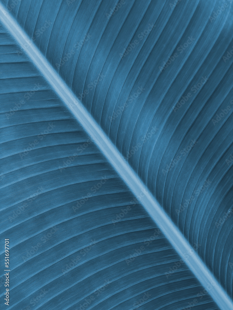 Obraz premium Indigo blue banana leaf background, texture