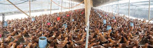 Gallinas ponedoras de huevos en granja