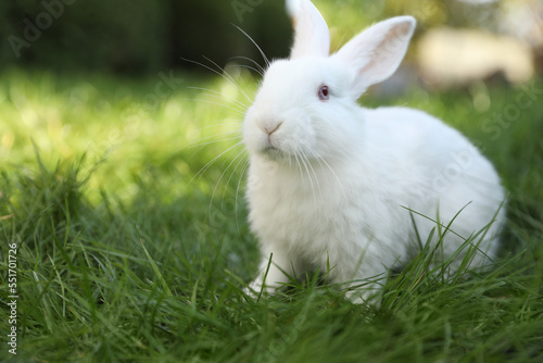 Cute white rabbit on green grass outdoors