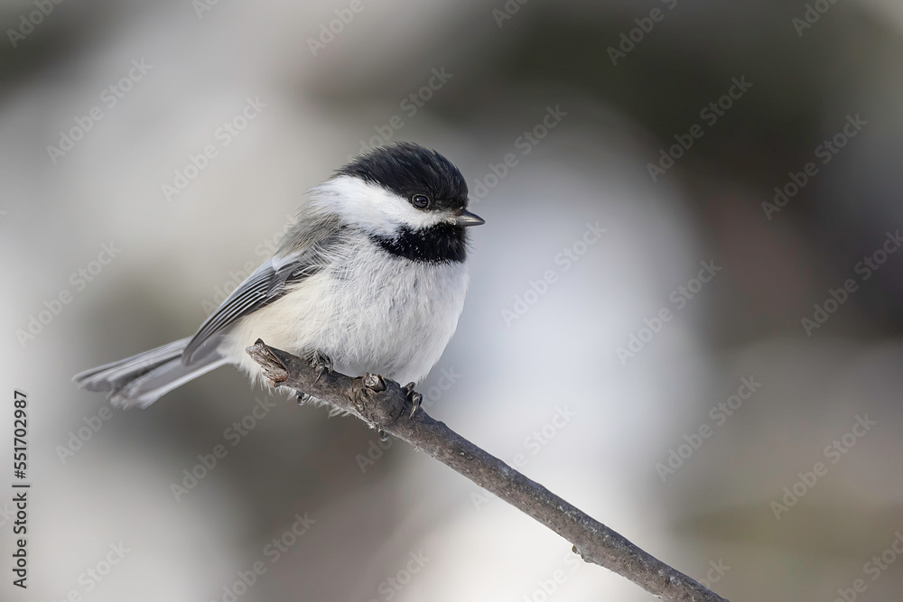 Obraz premium A Black-capped Chickadee in Alaska