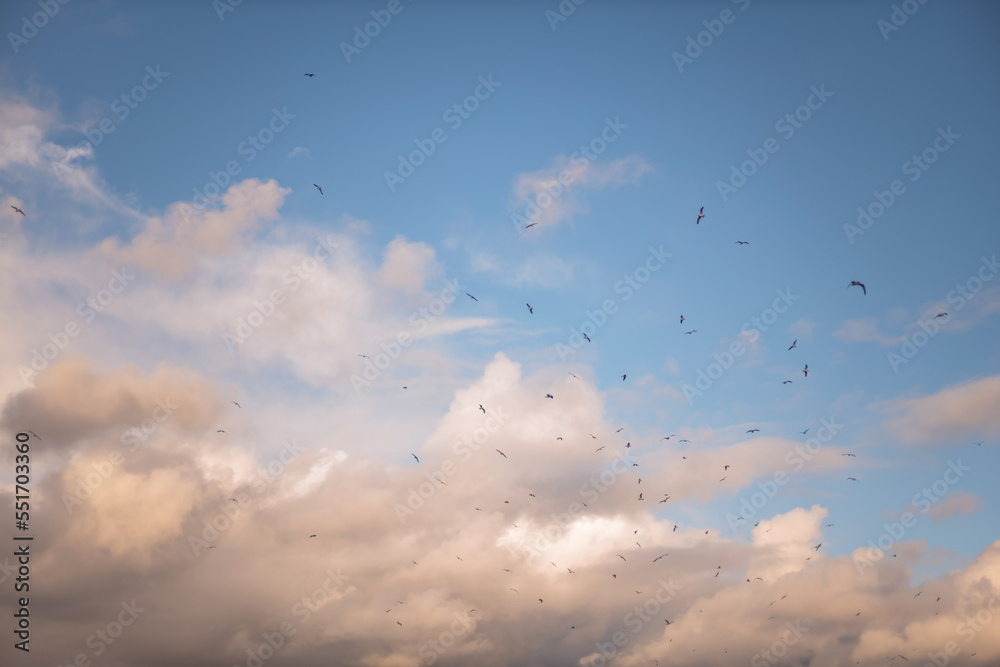 clouds in the sky with birds over the San Francisco Bay clouds in the sky with birds over the San Francisco Bay
