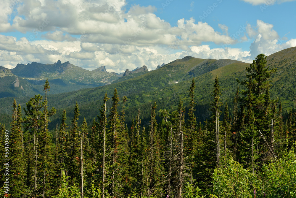 Lots of tall pine trees against the backdrop of picturesque mountain ranges under a summer cloudy sky. Lots of tall pine trees against the backdrop of picturesque mountain ranges under a summer cloudy sky.