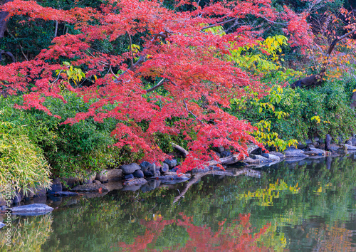 Fototapeta Naklejka Na Ścianę i Meble -  Vibrant red foliage in small tree at edge of calm pond