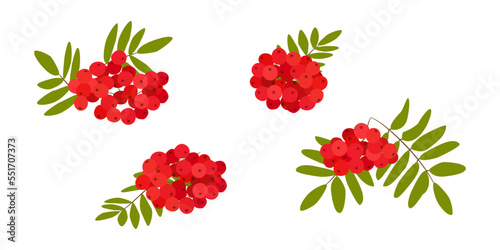 Bukiet czerwonych jagód jarzębiny na białym tle. Gałąź jarzębiny z zielonymi liśćmi. Ilustracja wektorowa.