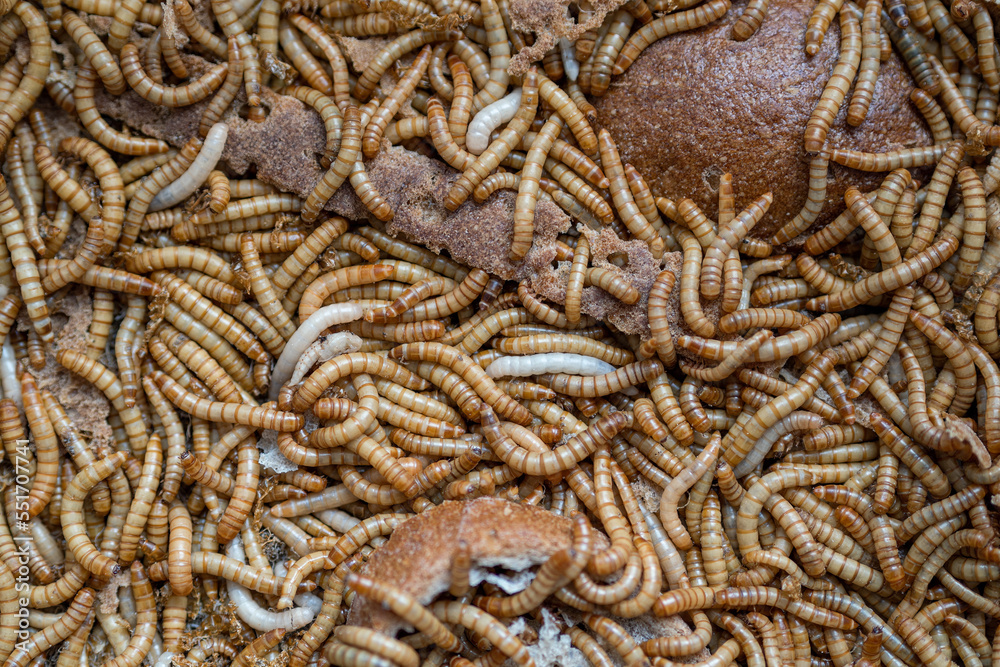 Dozens of mealworms eating bread.