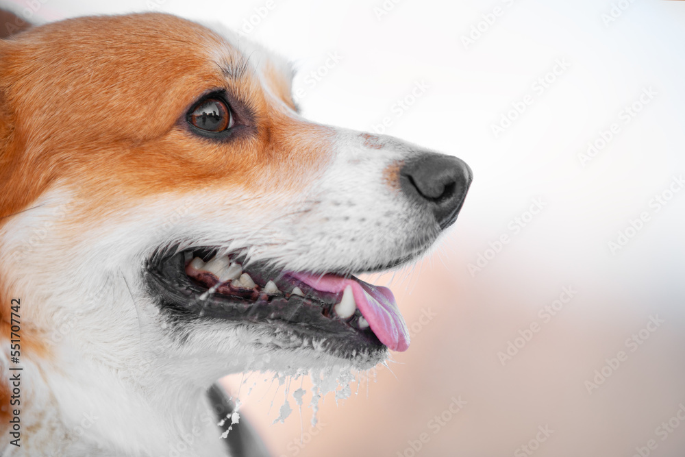 Corgi dog profile open mouth visible healthy teeth sticking out tongue drooling from cold frozen in frost ice. Close-up of the muzzle of a puppy on a winter walk chin in the snow after active games.