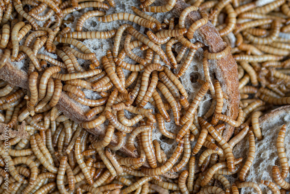 Dozens of mealworms eating bread.