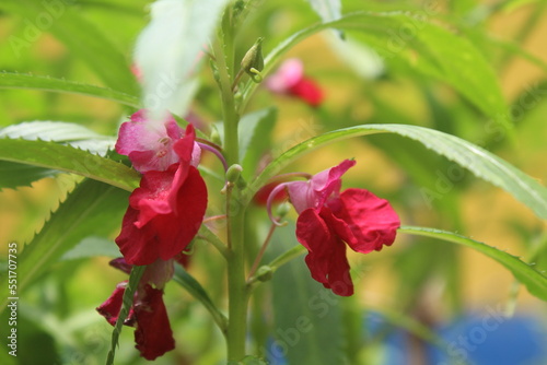 impatiens walleriana flowers are red photo