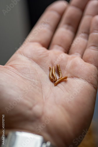 Four mealworms on the palm.