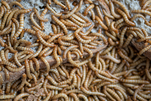 Dozens of mealworms eating bread. © lapis2380