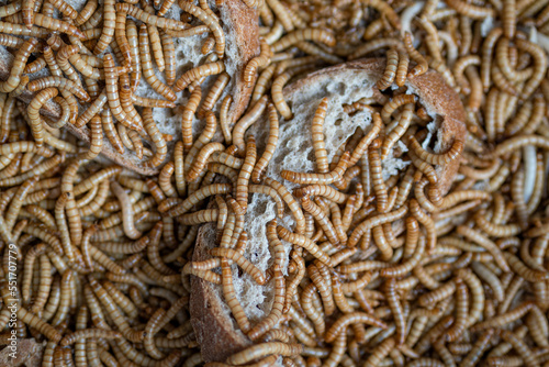 Dozens of mealworms eating bread. © lapis2380
