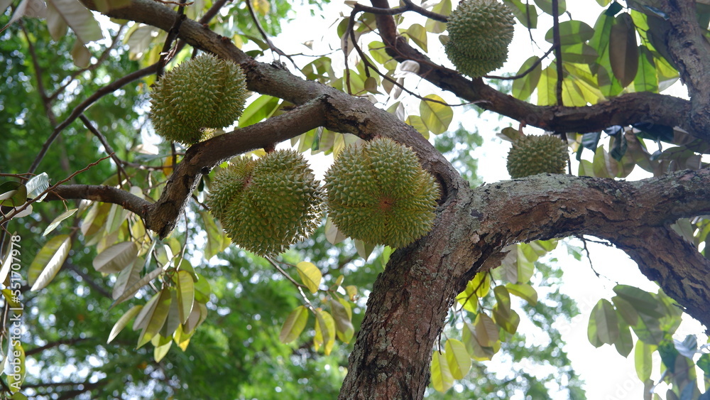 Durian, Durio zibethinus know as king of fruits famous fruit in southeast asia with strong smell and prohibited in airplane Durian, Durio zibethinus know as king of fruits famous fruit in southeast asia with strong smell and prohibited in airplane